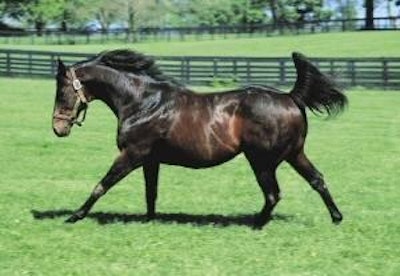 0702 Fi N Equine Micromin Opt(1)