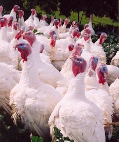 Net turkey placements in the U.S. were up from June 2011.