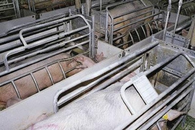 The number of days of lactation determine the duration of the sow's reproductive cycle. Weekly batch management will need as many batches as the cycle has weeks.