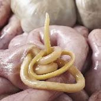 0805 Pi Gwormspic1 Opt