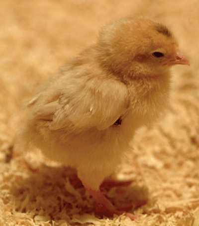 A transgenic chick.