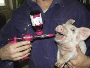 0811 Pigi Vaccinate3 Opt(1)