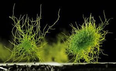 New research developments focus on making enzymes better able to withstand heat in the feed mill.