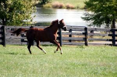 Daily exercise, in addition to feed formulated for senior needs, helps keep joints flexible in older horses.