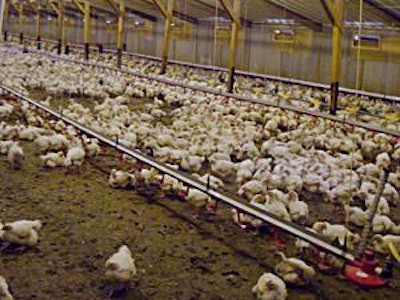Birds are reared in modern houses, under strictly commercial conditions.