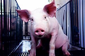 Do pigs still perform optimally when DDGS are included at the higher end of the spectrum?