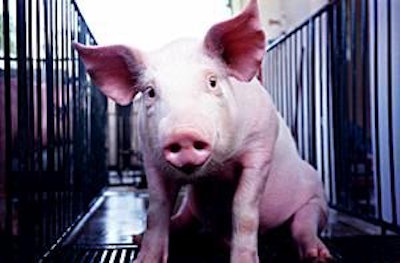 Do pigs still perform optimally when DDGS are included at the higher end of the spectrum?