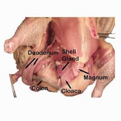 The digestive tract was clamped off and removed so the reproductive tract could be taken without accidental contamination.