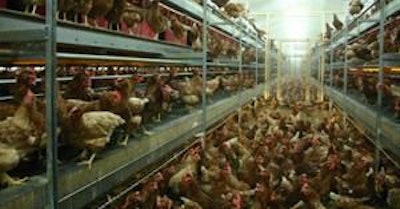 The Bolegg Terrace is a compact, but complete aviary system for layers which can be placed in adjacent rows in the house.