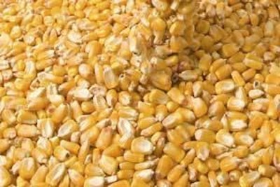According to the report, supplies of corn should be adequate in the next three to seven years if U.S. corn yields return to their longer-term upward trend.
