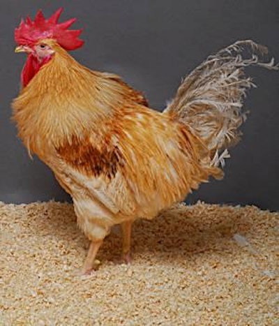 Apart the new gene to prevent virus spread, plus a marker gene to help researchers identify modified birds, the transgenic chickens are essentially the same as non-modified ISA browns.