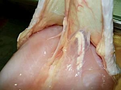 Over-scalding can cause problems for the breast meat and fat under the skin.