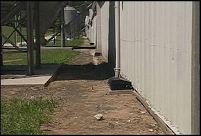 Rodent control experts recommend a three-foot-wide sterile border be maintained around the perimeter of poultry barns. Photo courtesy of Motomco
