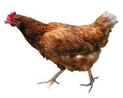 1110 Iahof Hen