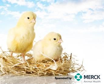 The free webinar, 'Coccidiosis Vaccination: A New Approach to Salmonella Control,' will be presented Thursday, December 19.