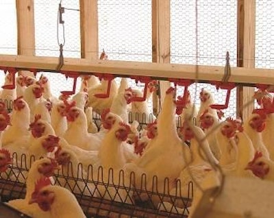 Courtesy Dr. Charles Hofacre