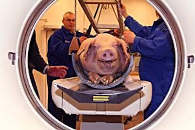 Photos courtesy Norsvin/ Jens Haugen | CT scanning is part of routine genetic selection programs in modern times.
