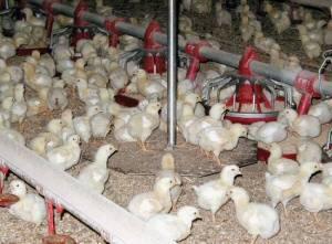 Chore Time Bird Scale 0504 05(1)