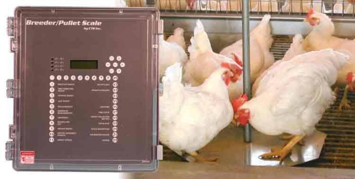 Chore Time Breeder Scale 067