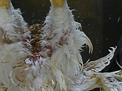 Failure to remove accumulated feces results in an elevated bacterial load, and this can reduce shelf life.