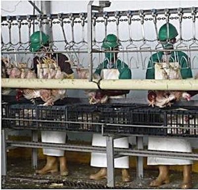 If light levels are too high, birds will become stressed. Excessive movement can result in birds injuring themselves.