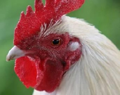 A program on the examination of the future direction of Asian broiler production and the Asian egg sector drew a strong interest at VIV Asia 2015.