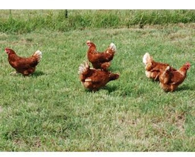 Noble Foods has brought its the happy egg co. brand of egg produced by pasture-raised hens to the U.S. to see if it can replicate the remarkable success the brand has had in the UK.