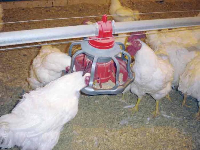 Revolution Rooster Fdr