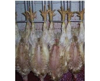 Bleeding causes the carcass temperature to reduce by approximately 3C.