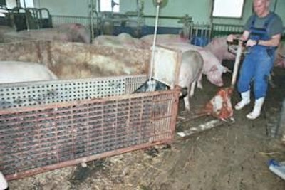 Peter Best | Folding the floor creates a cart that can be moved by a pallet truck and the sow is either walked on to the cart or lifted on.