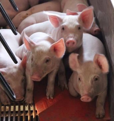 Healthy Piglets