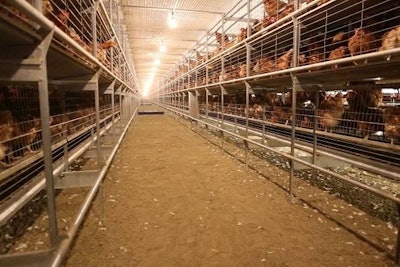 Fotos cortesía de Big Dutchman | La parvada entera se regresa al sistema por la noche, y tienen la libertad de salir de él por la mañana.