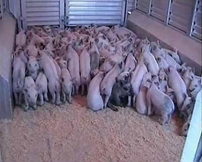 In order to reduce or prevent the post-weaning “growth check,” producers need to prevent sub-optimal post-weaning feed intake.