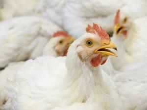 A Colombia le falta un 4 o 5 por ciento por mejorar a&uacute;n en conversi&oacute;n alimenticia.