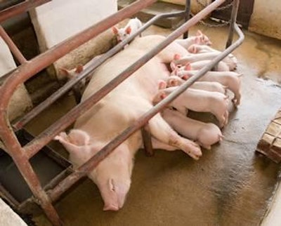 Very young pigs prefer sow’s milk even to the best creep feed.