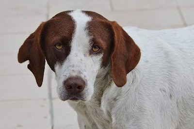 Brown and White Dog