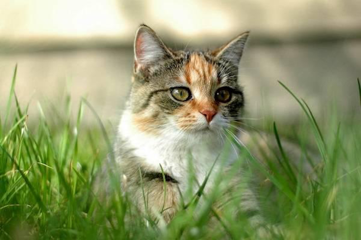 Ainsworth recalls Rachael Ray Nutrish cat food PetfoodIndustry