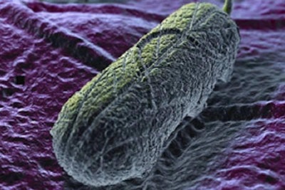 Salmonella