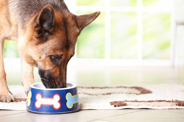Pet food caloric penetration often misunderstood or biased | PetfoodIndustry