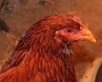 The global poultry industry has done much in recent weeks concerning the prevention and control of avian influenza.