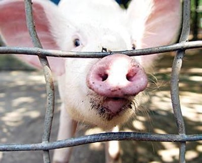 Jack Schiffer I Dreamstime.com | To avoid nose-to-nose contact, paddocks need have a double line of electric fencing.