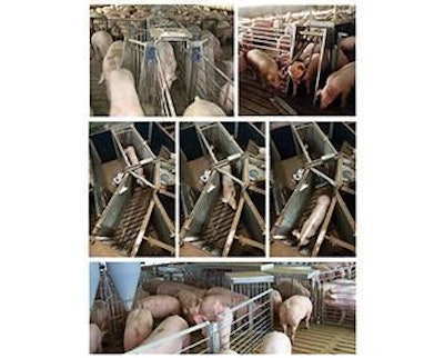 Pro Sort, Gro Master & Schick Enterprises | Pig sorting scales in action.
