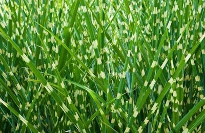 iStock | Miscanthus grass may be the poultry house bedding alternative that the industry is looking for.