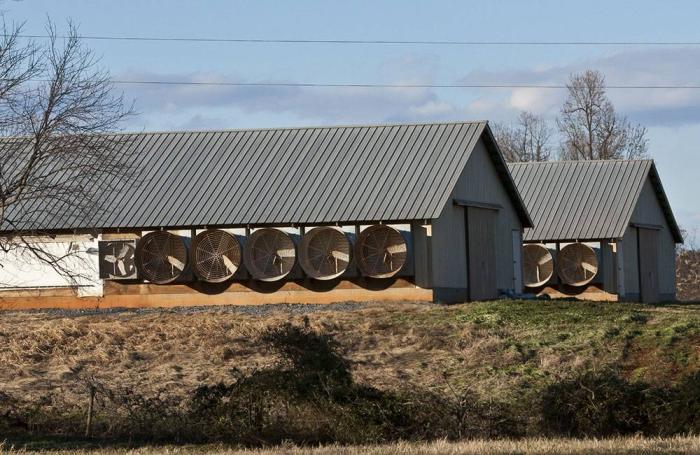 m.lavelle/BigStockphoto.com | Poultry house fans need to keep air moving at high velocities 24 hours a day, says Mike Czarick, extension specialist, University of Georgia.