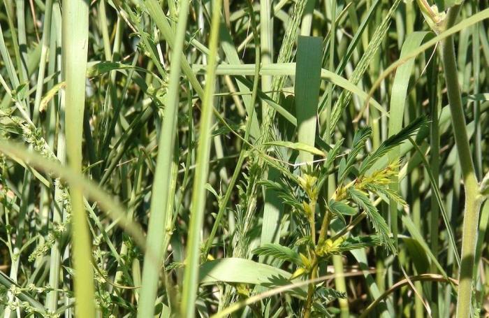 FOTER.COM | CenUSA Bioenergy