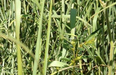 FOTER.COM | CenUSA Bioenergy