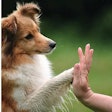 iStockphoto.com/happyborder | Pet food manufacturers are giving back to their communities in big ways.