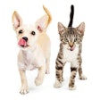 adoglifephoto.fotolia.com | The topic of pet food palatability is becoming more complex all the time as pet owners become increasingly involved in their petsâ?? eating habits.