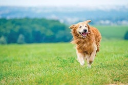 gekaskr.Fotolia.com | The use of higher levels of thermal energy inputs offers a new method of pet food extrusion that can provide operational flexibility, production cost reduction and nutritional benefits.