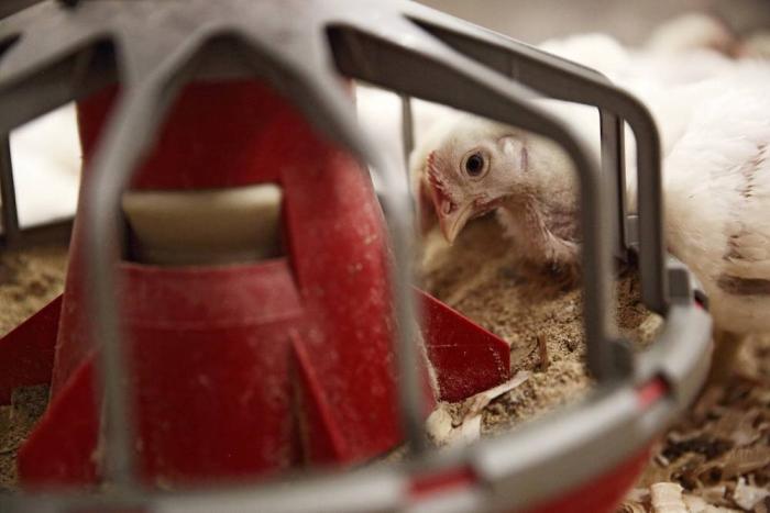 Photo courtesy of Delacon